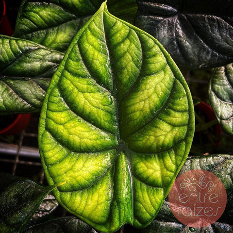 Alocasia baginda 'Dragon Scale'