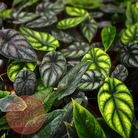Alocasia baginda 'Dragon Scale'