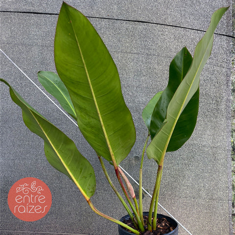 Philodendron dunstervilleorum