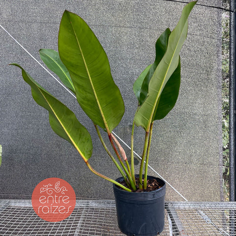 Philodendron dunstervilleorum
