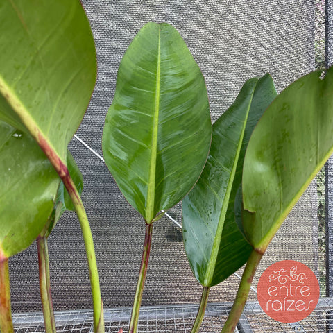 Philodendron dunstervilleorum