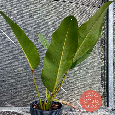 Philodendron dunstervilleorum
