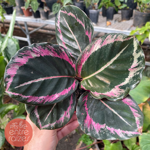 calathea eclipse