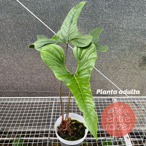 Anthurium effusilobum