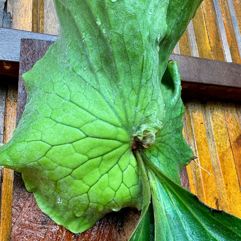 Platycerium Elemaria