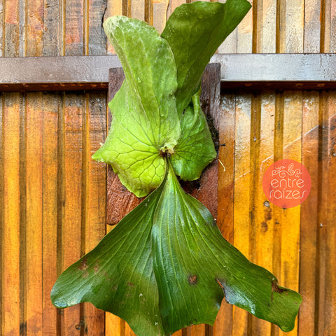 Platycerium Elemaria