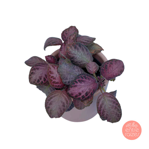 Episcia rosa + cahepot rosa
