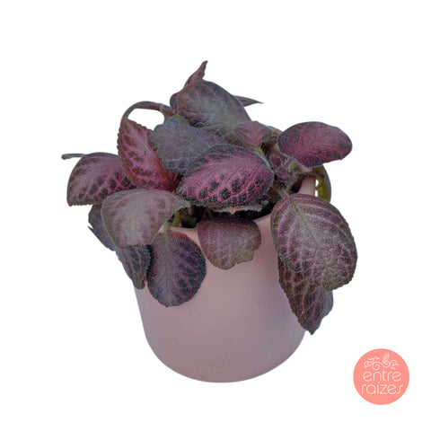 Episcia rosa + cahepot rosa