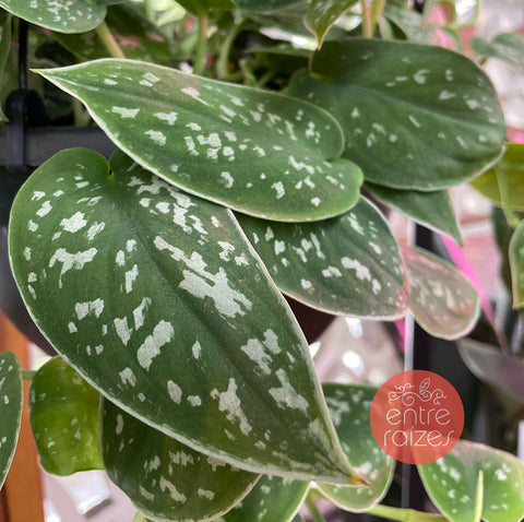 Scindapsus pictus