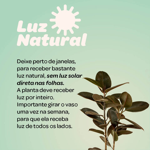 Ficus elástica Burgundy (rubro) - 1 haste