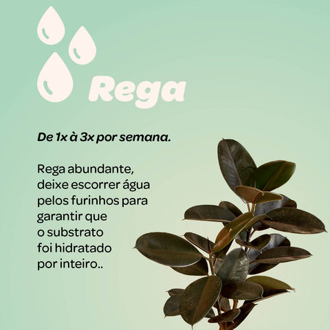 Ficus elástica Burgundy (rubro) - 1 haste