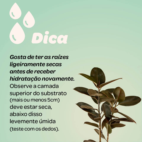 Ficus elástica Burgundy (rubro) - 1 haste