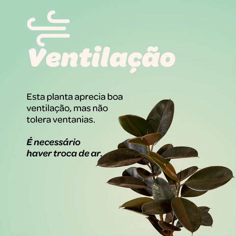Ficus elástica Burgundy (rubro) - 1 haste