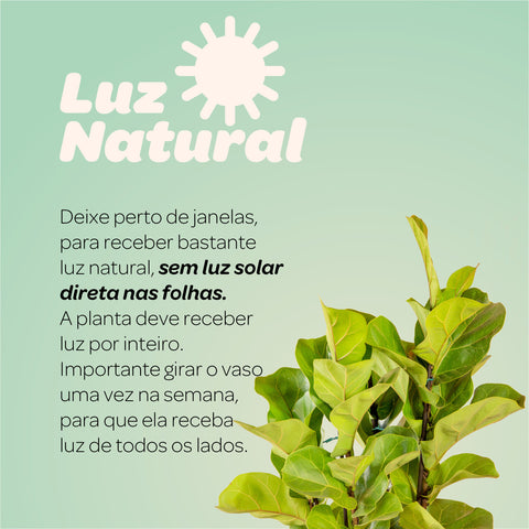Ficus Lyrata + vaso Marcelo Rosenbaum