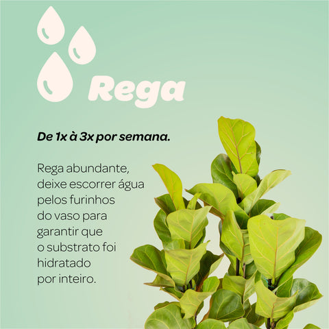 Ficus Lyrata + vaso Marcelo Rosenbaum
