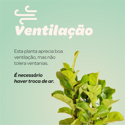 Ficus Lyrata + vaso Marcelo Rosenbaum
