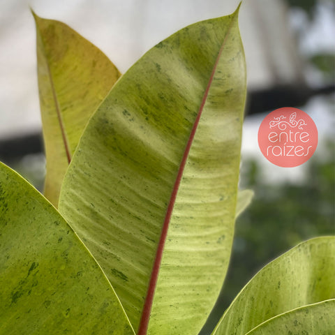 Ficus elástica Shivereana 'Moonshine'