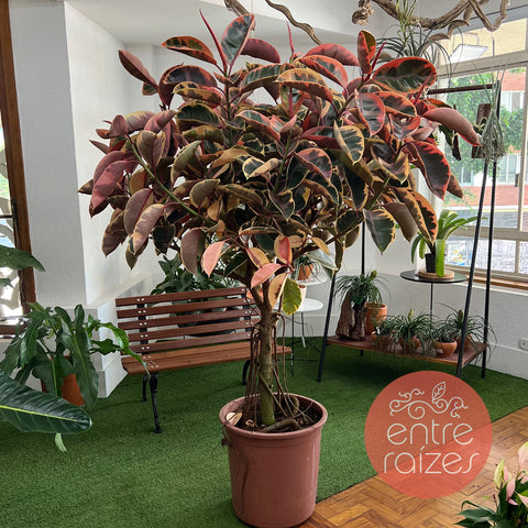 ficus elástica ruby