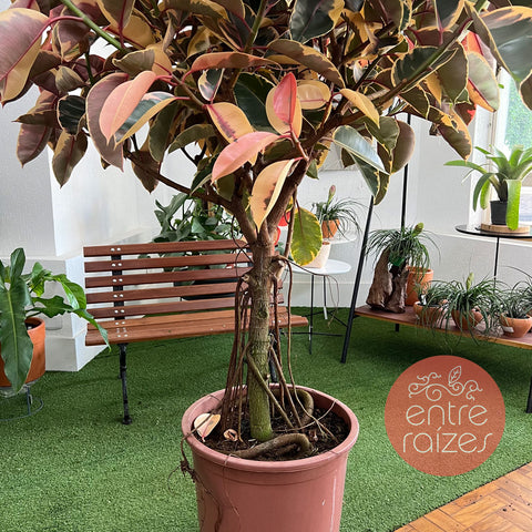 Ficus elástica ruby (gigante)