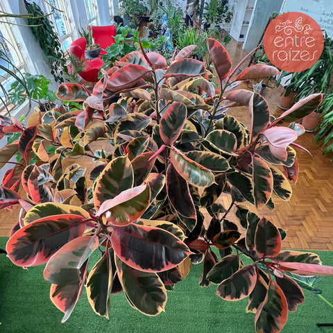 Ficus elástica ruby (gigante)