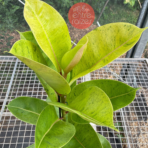 Ficus elástica Shivereana 'Moonshine'