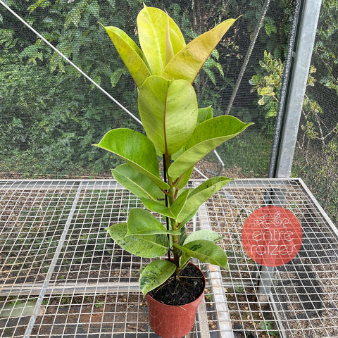 Ficus elástica Shivereana 'Moonshine'