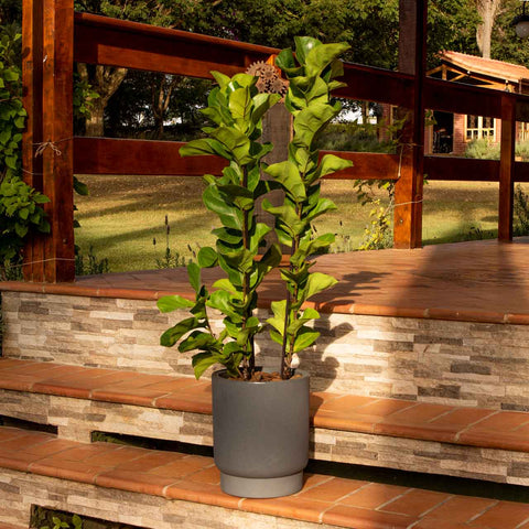 Ficus Lyrata + vaso Marcelo Rosenbaum