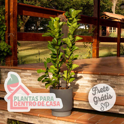 ficus lyrata