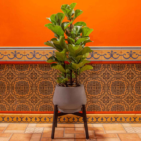 Ficus Lyrata + vaso Marcelo Rosenbaum com suporte cruz