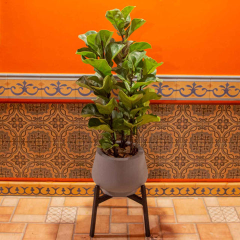 Ficus Lyrata + vaso Marcelo Rosenbaum com suporte cruz