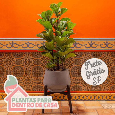 ficus lyrata