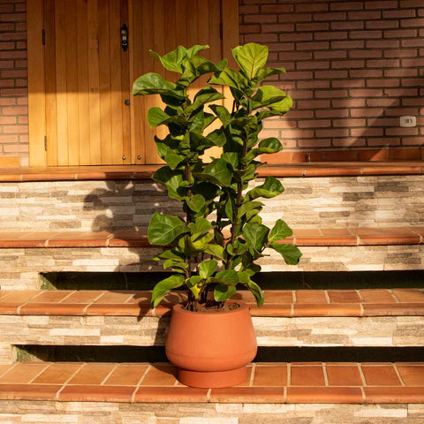 Ficus Lyrata + vaso Marcelo Rosenbaum