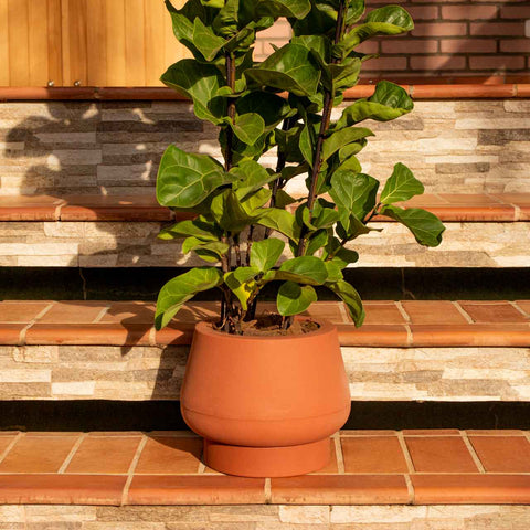 Ficus Lyrata + vaso Marcelo Rosenbaum