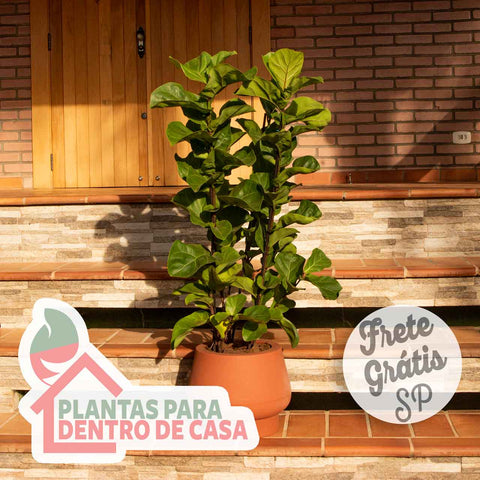 ficus lyrata
