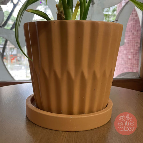 Aglaonema fita + cachepot em cimento