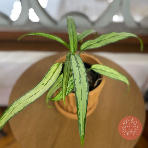 Aglaonema fita + cachepot em cimento