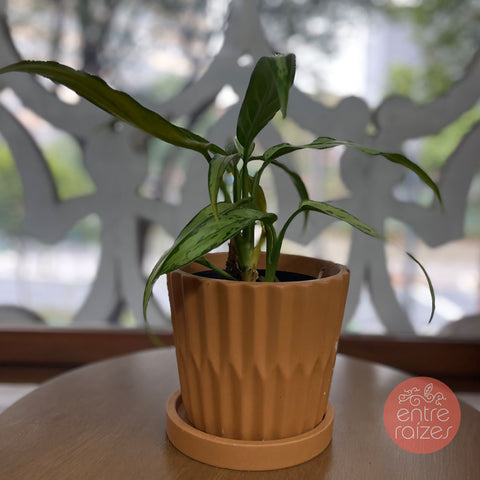 Aglaonema fita + cachepot em cimento