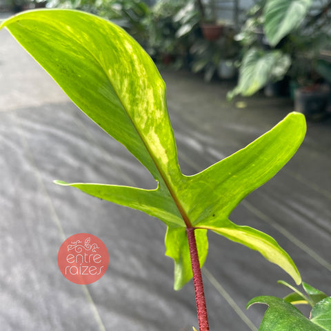 Philodendron 'Florida Beauty'