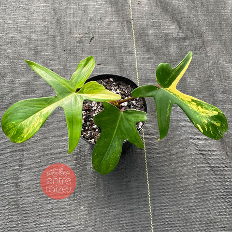 Philodendron 'Florida Beauty'