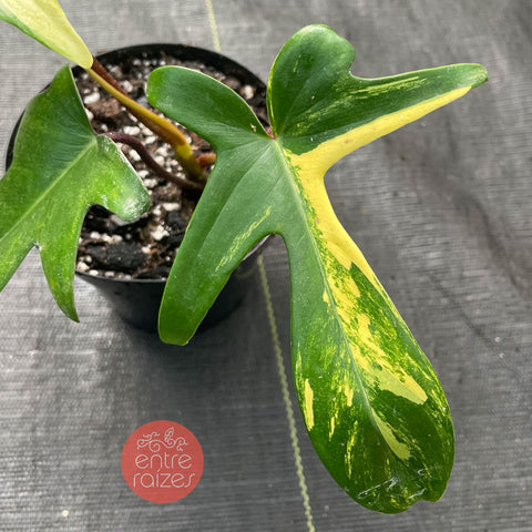 Philodendron 'Florida Ghost'