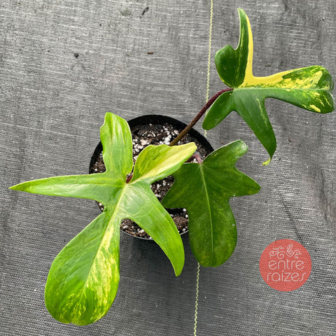 Philodendron 'Florida Beauty'