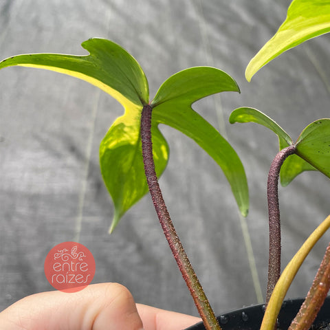 Philodendron 'Florida Beauty'