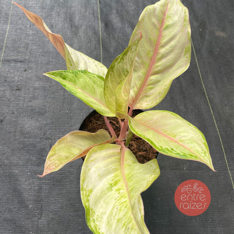Aglaonema Frozen