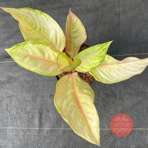 Aglaonema frozen