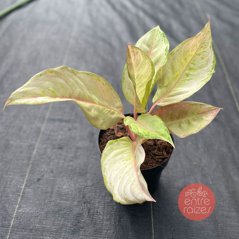Aglaonema Frozen