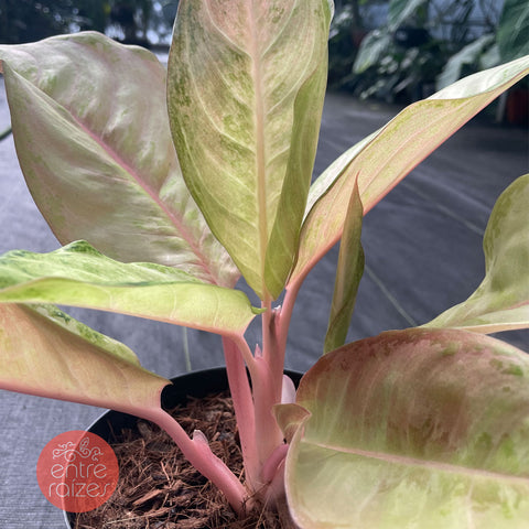 Aglaonema Frozen