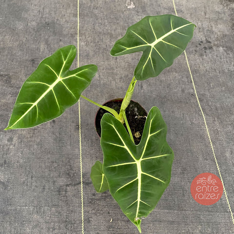 Alocasia 'Frydek' P