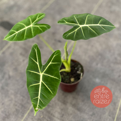 Alocasia 'frydek'