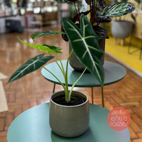 Alocasia frydek