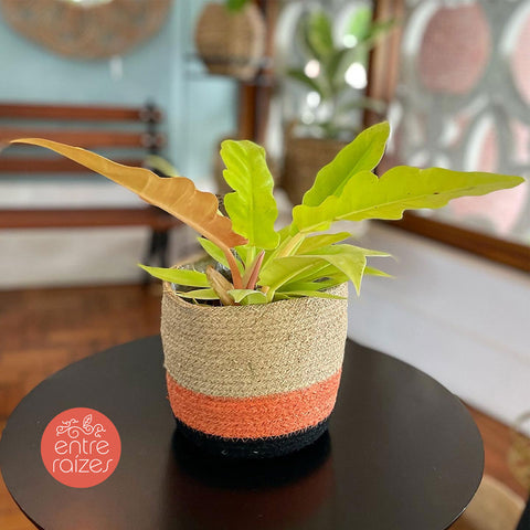 Philodendron gergaji golden